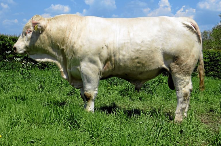 QUALITY EASY CALVING CHAROLAIS BULLS FOR SALE FROM THE ROSANNA HERD ...