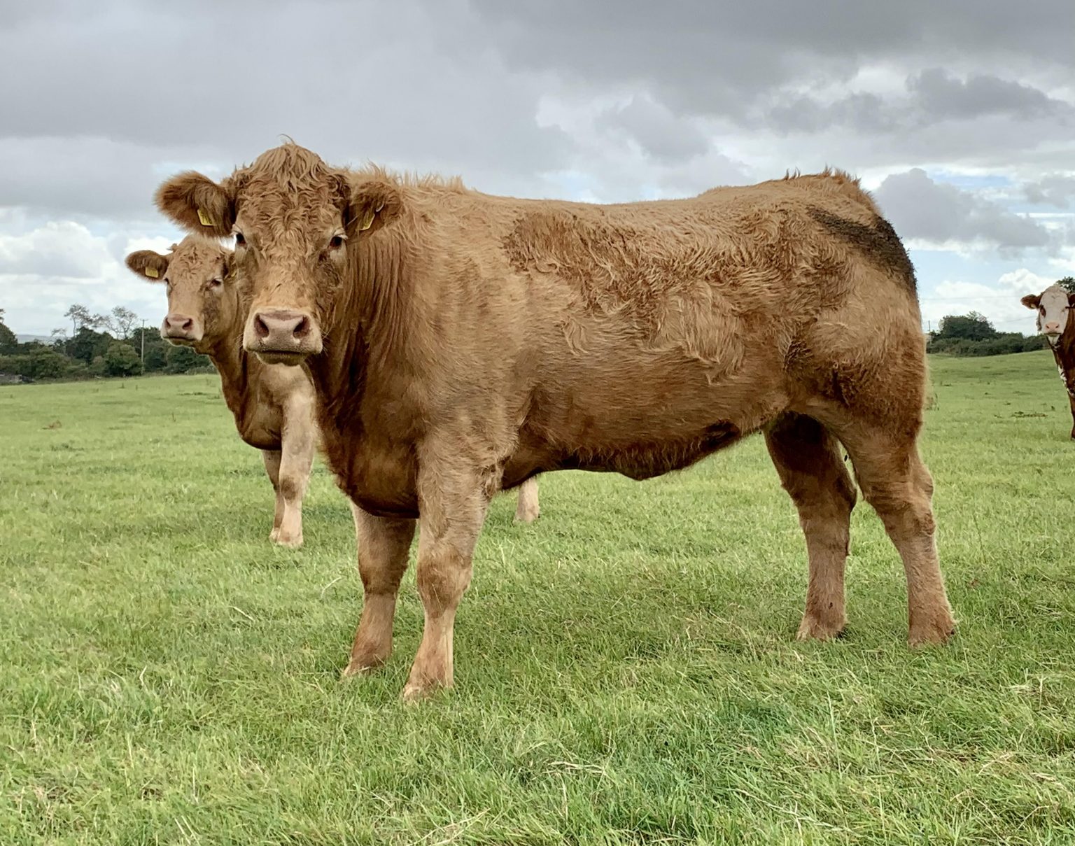 CHAROLAIS CROSS SALERS – THE PERFECT SUCKLER SYSTEM – Irish Charolais ...