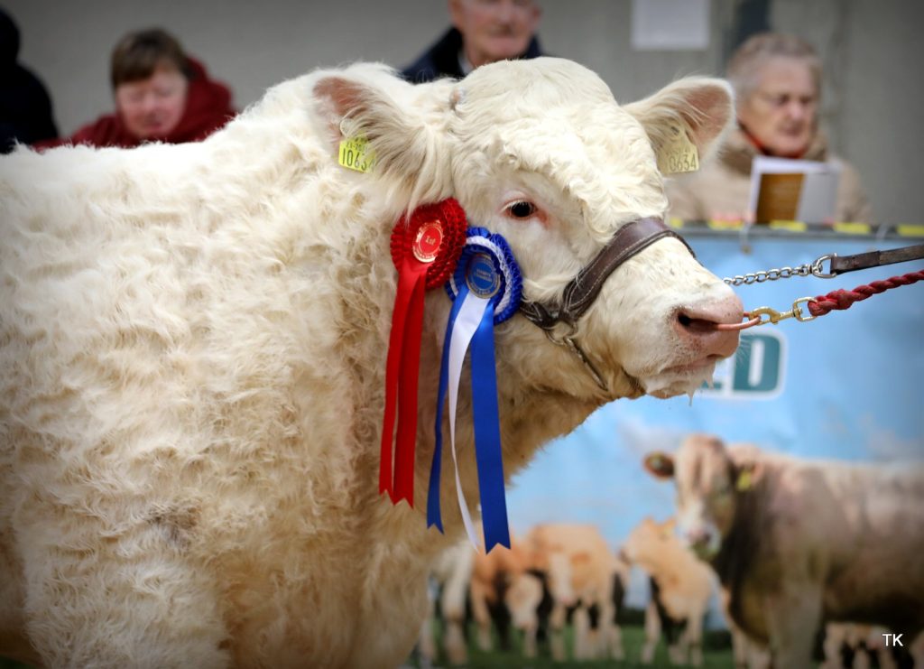 CLOSING DATE FOR MAY SHOW/SALE IN TULLAMORE MART