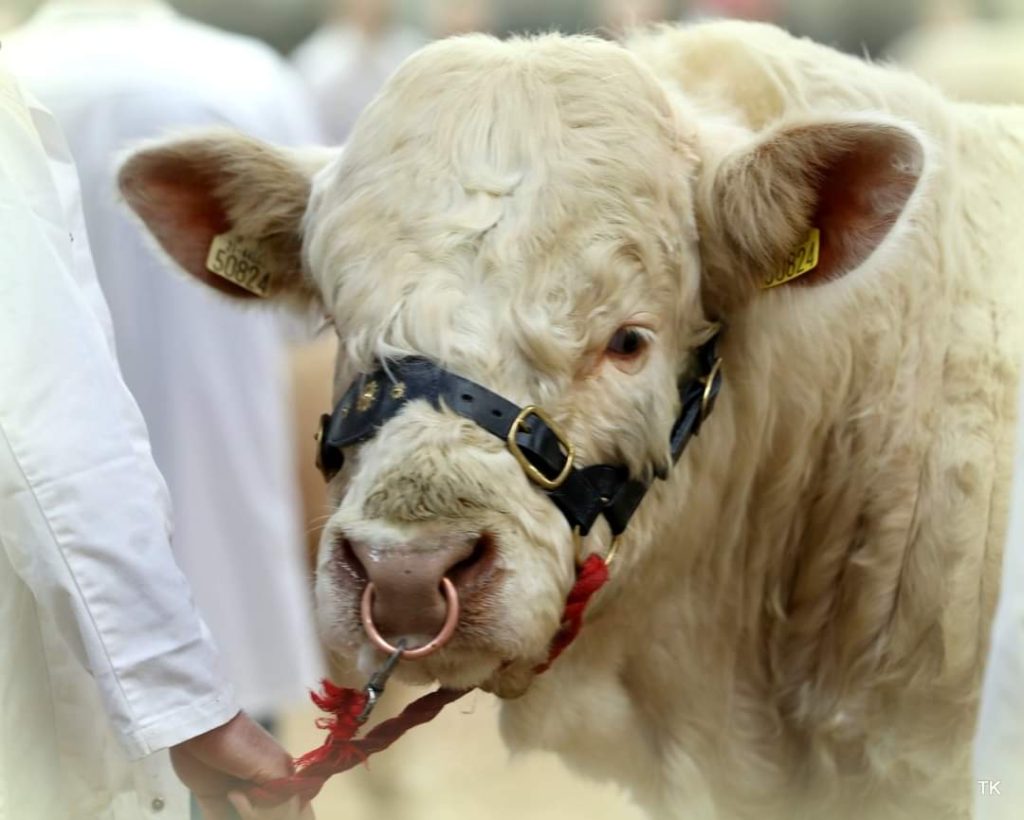 NEXT SOCIETY SHOW/SALE – 23rd MAY TULLAMORE MART