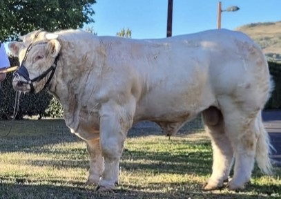 NEW SEMEN AVAILABLE THROUGH THE SOCIETY